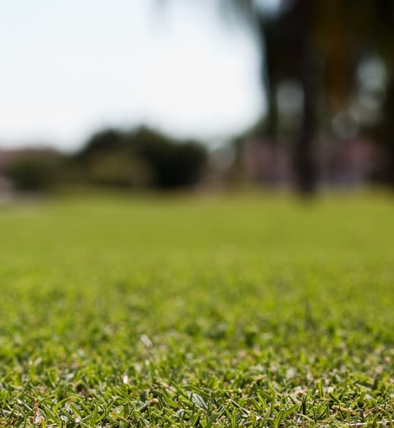 Stock image of a lawn 