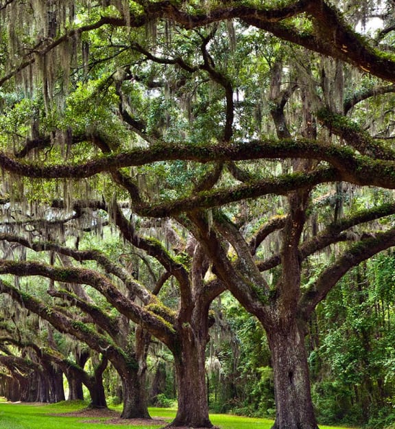 Neighborhood photo - Nearby parks