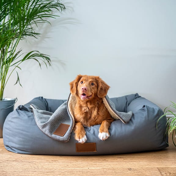 Dog on dog bed