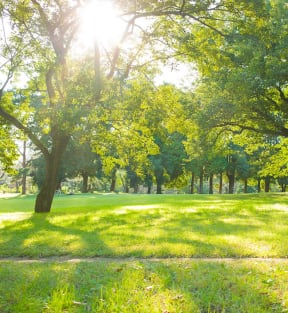 Stock image of a lawn and trees