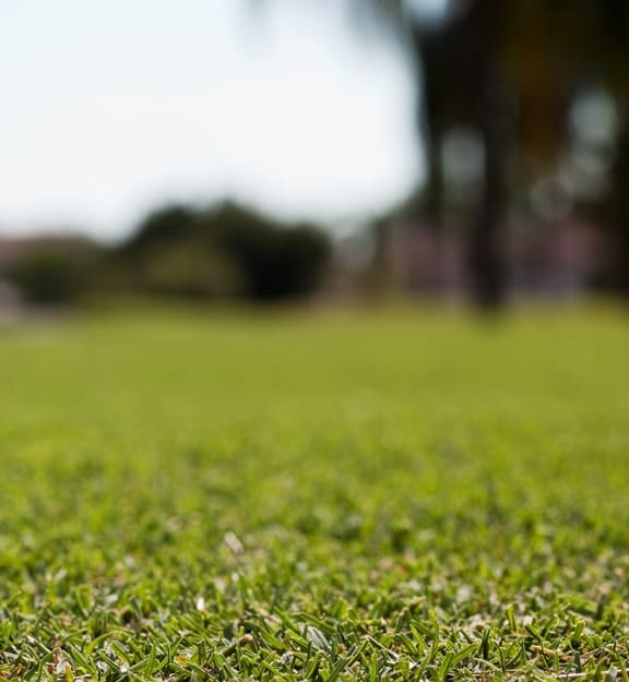 Stock image of a lawn 