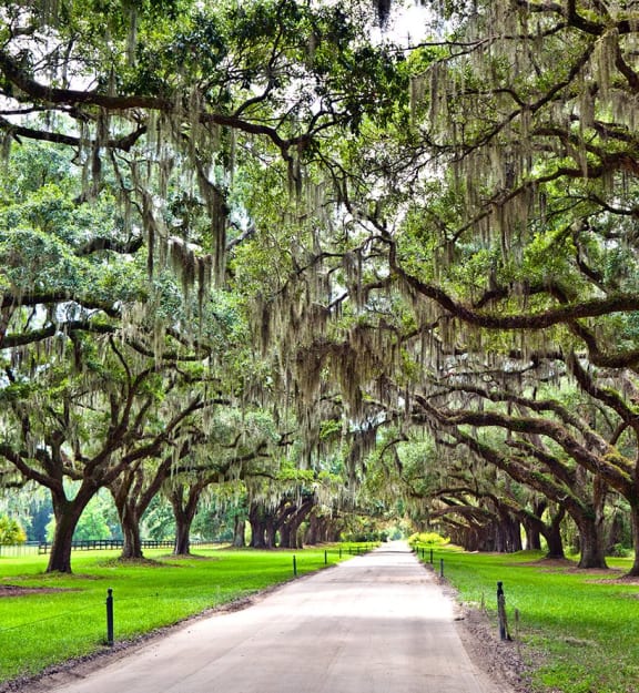 Stock image of a lawn and trees