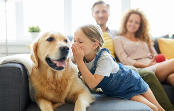 A young girl whispers into the ear of a golden retriever on a couch.
