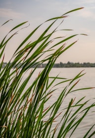 a lake with grass in the foreground and a city skyline in the background