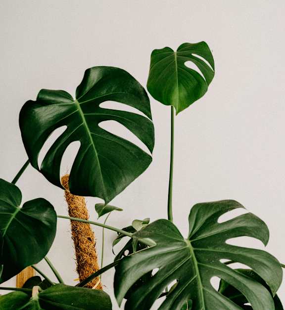 A green leafy plant with large leaves is in the foreground.