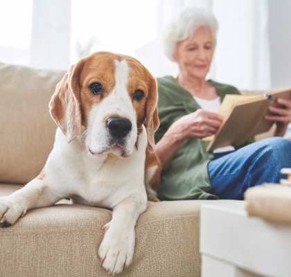 An elderly woman is sitting on the couch with her dog and reading a book