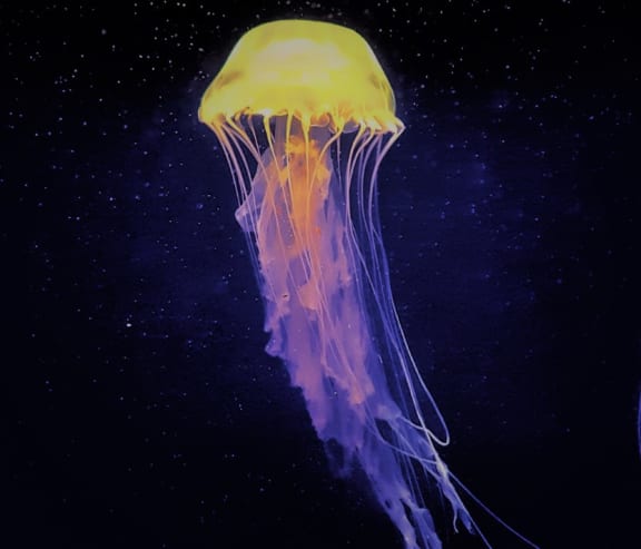 Jellyfish at Sea World near Azul Baldwin Park Apartments at Azul Baldwin Park, Orlando, Florida