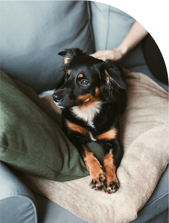 A dog with black, white, and tan fur is sitting on a cushion.