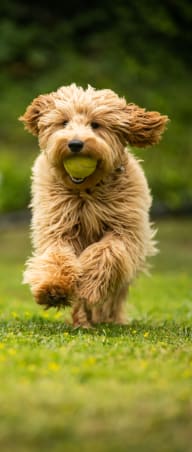 A dog running with a tennis ball in his mouth.