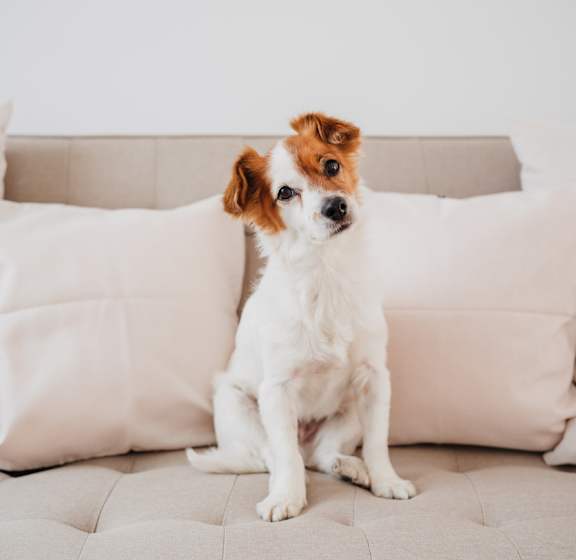 A small dog with brown and white fur sits on a beige couch.