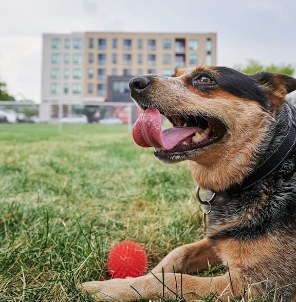 Dog Play at Southpark on Whyte, Alberta, T6E 3S3