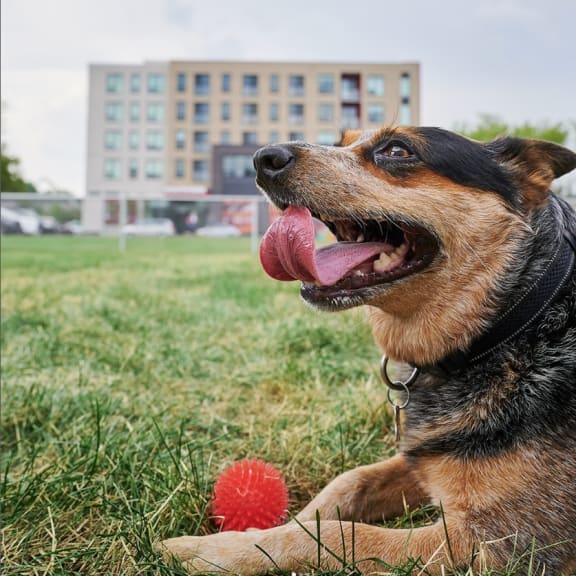 a dog laying in the grass with a ball at Southpark on Whyte, Edmonton, AB