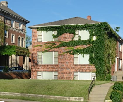 A red brick house with a green plant growing on the side.