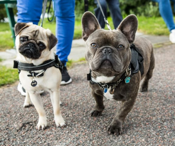 two french bulldogs on a walk at Woodmore Apartments, Bowie, MD