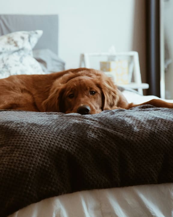 Brown Dog Laying on Bed with White and Grey Bedding