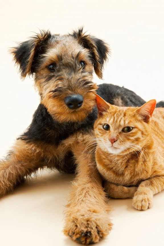 A dog and a cat are sitting next to each other.