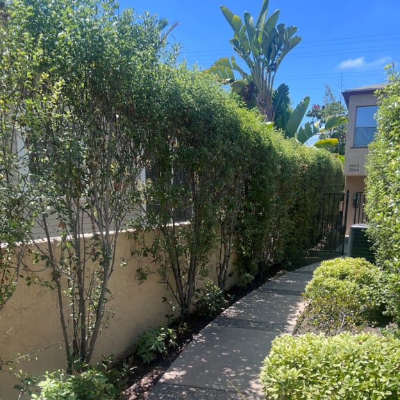 a hedge in front of a house