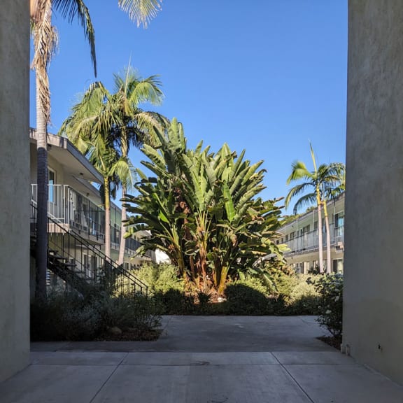 a courtyard with palm trees and buildings in the background