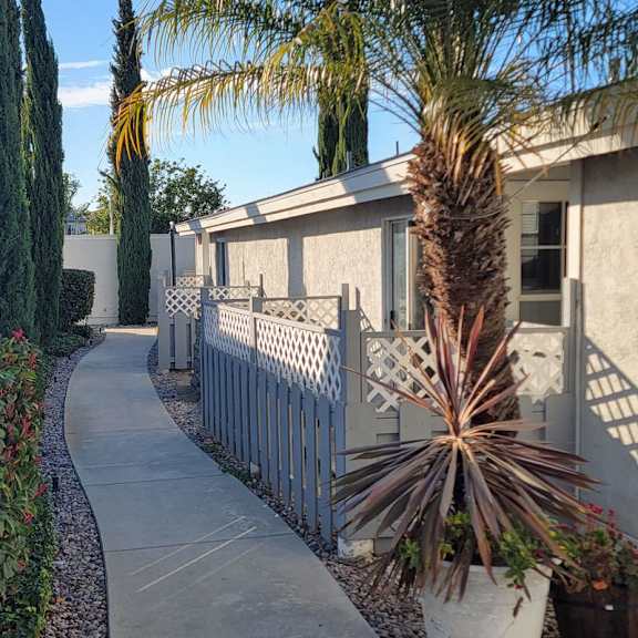 A palm tree in a pot is in the foreground of a residential street.