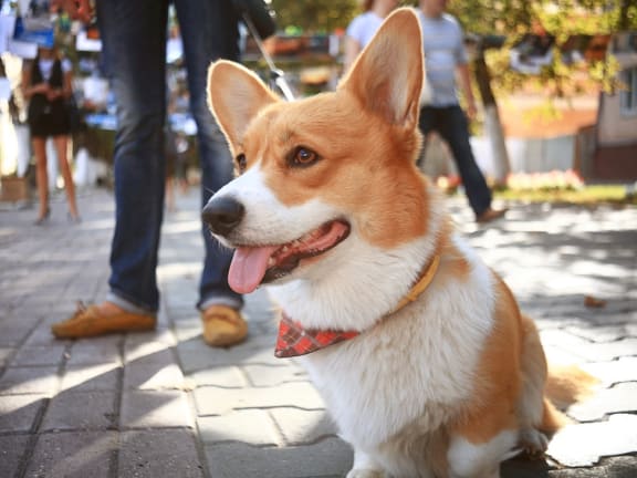 Corgi dog on a leash sitting on a sidewalk with people in the background
