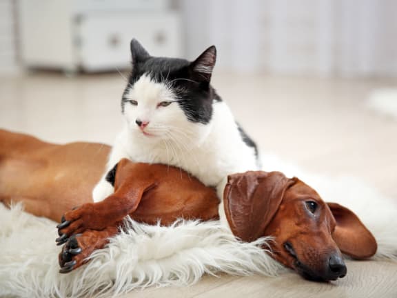 a cat and a dog laying on the floor at St. Mary's Woods Apartments, Beaverton, 97078