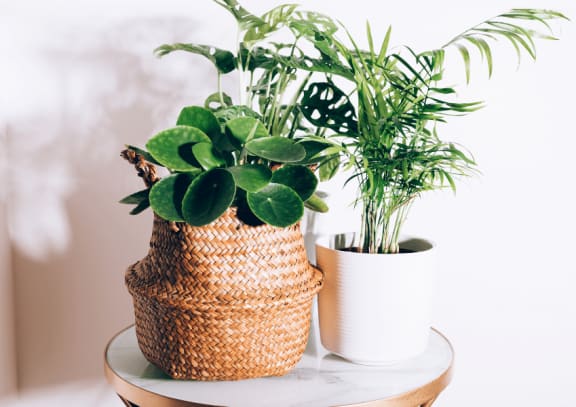 Close up of green plant in white vase in a blurred living room