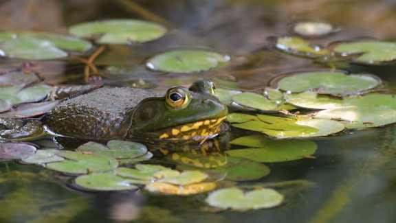 A frog is sitting on a lily pad in a pond.