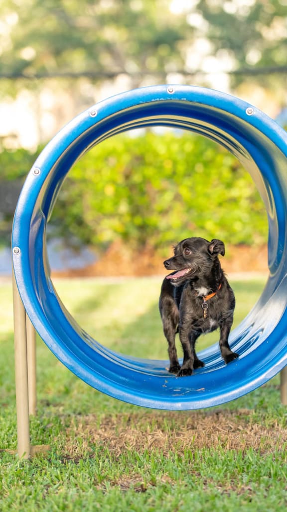 Dog Playing In A Park at The Sophia at Abacoa, Florida