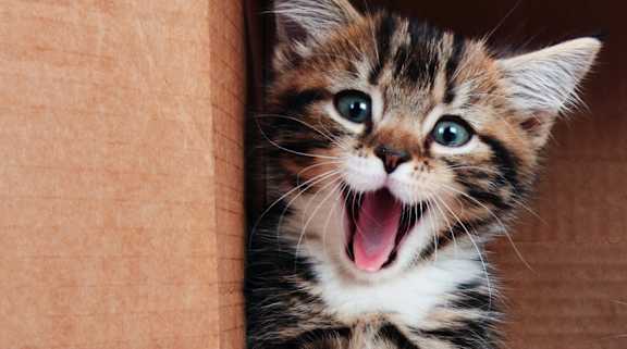 A Kitten at Chapel Springs Apartments, Perry Hall