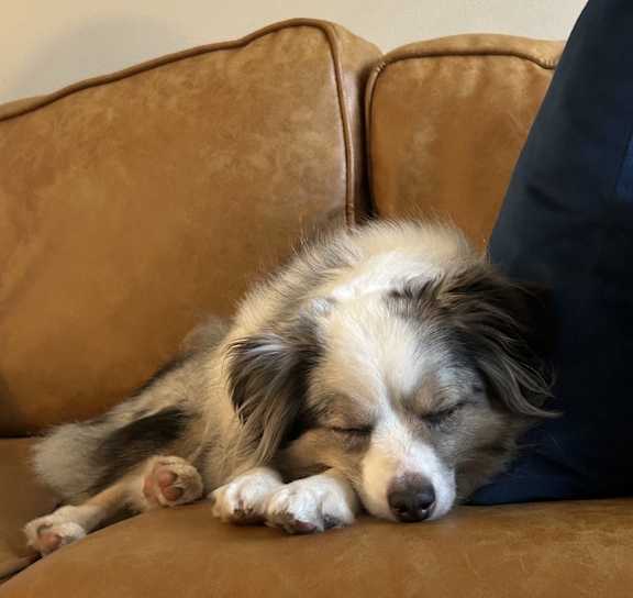 a dog is sleeping on a couch