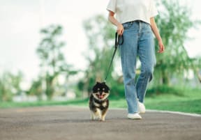a person walking a dog on a leash at Vibe Apartments at Arbour Lake, Alberta