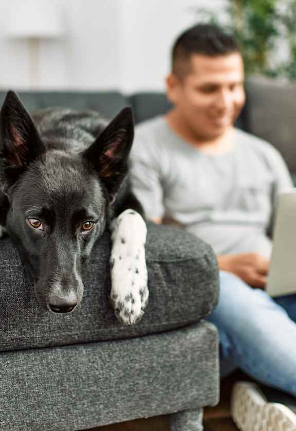 a dog laying on a couch with a man on a laptop