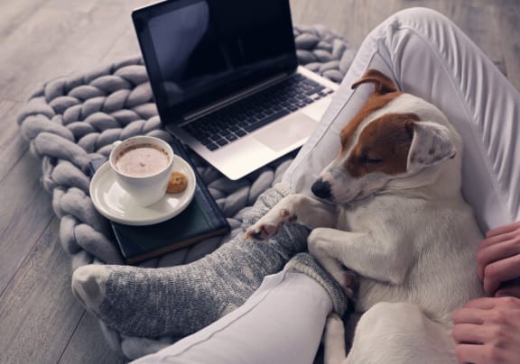 A dog sleeping on a person's lap next to a laptop and a cup of coffee. at The Lodge at Overland, Minnesota