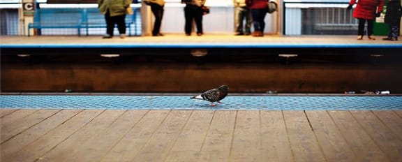 a pigeon is standing on a platform in front of a train at 1033 W Loyola, Chicago, IL