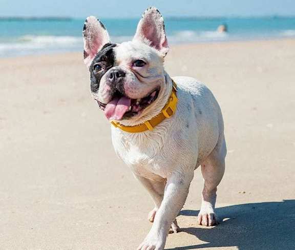A white dog with a yellow collar is running on the beach.