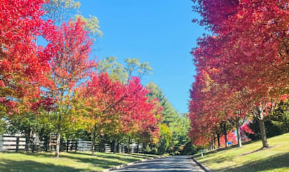 A tree-lined street with red leaves.