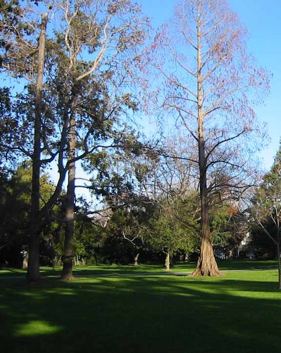 A tree with no leaves stands in a grassy field.