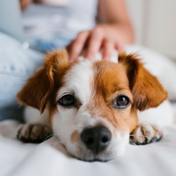 A small brown and white dog is lying on a white surface.