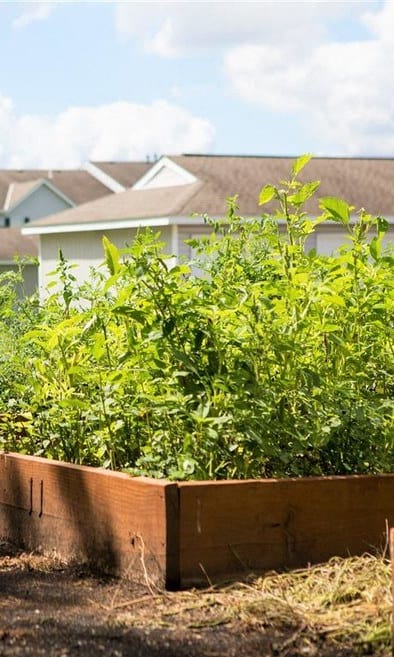 a vegetable garden in a yard with a house in the background