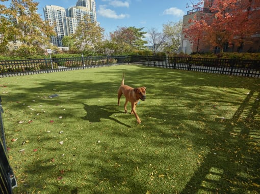 a dog running in a dog park