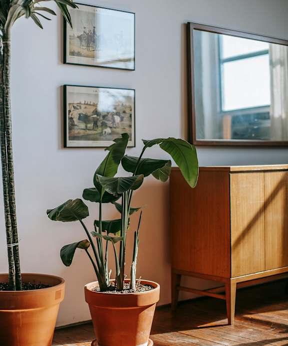 A potted plant sits on a wooden table in a room with a mirror and framed pictures on the wall.