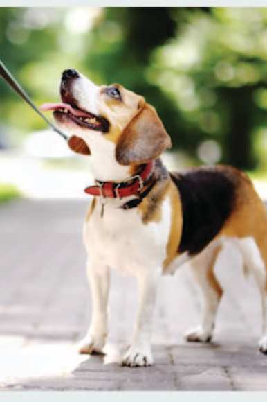 A person is walking a dog on a leash.