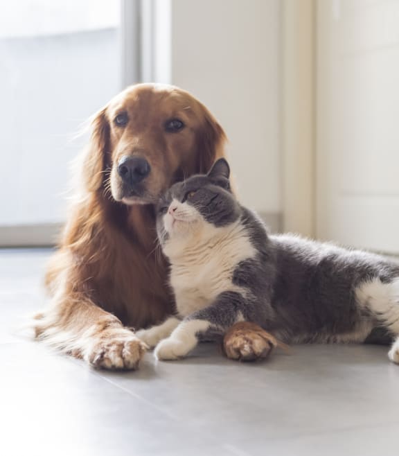 a cat and a dog laying on the floor  at Barcelona Jupiter, Jupiter, FL, 33458