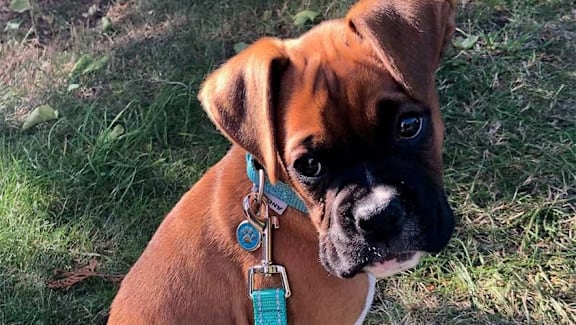 a brown dog with a blue collar sitting in the grass at Vox Apartments, Manchester, M15 4YD