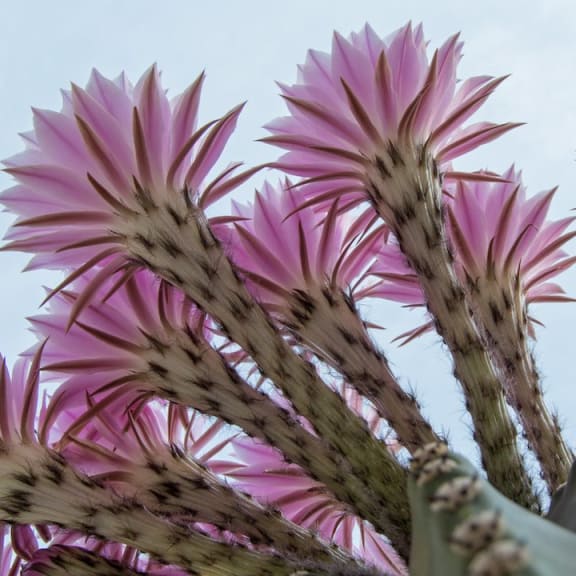 Plants