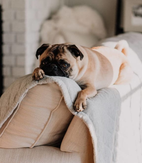 a pug dog laying on top of a couch