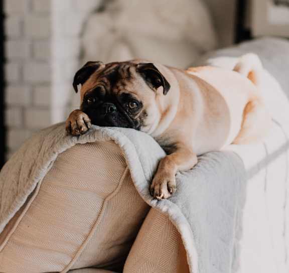 A pug dog is lying on a beige couch.