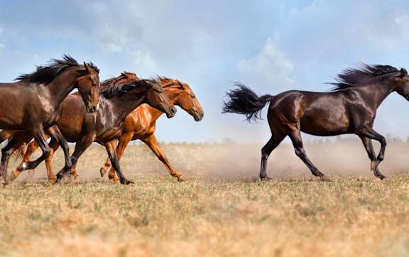 A group of horses running across a field.