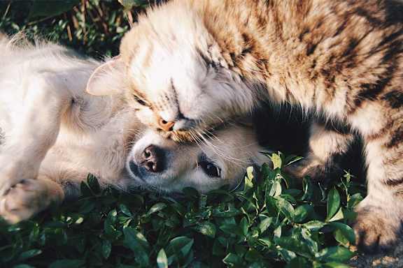 A cat and a dog are lying on the ground.