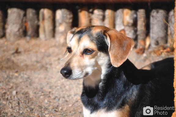 Dog and cat friendly apartments near me Santa Fe